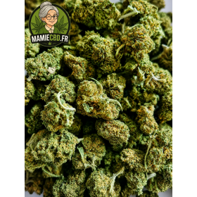🍊 ORANGE BUD GREENHOUSE