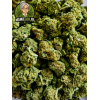 🍊 ORANGE BUD GREENHOUSE