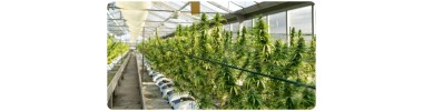 FLEURS GREENHOUSE