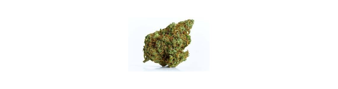 FLEURS CBD