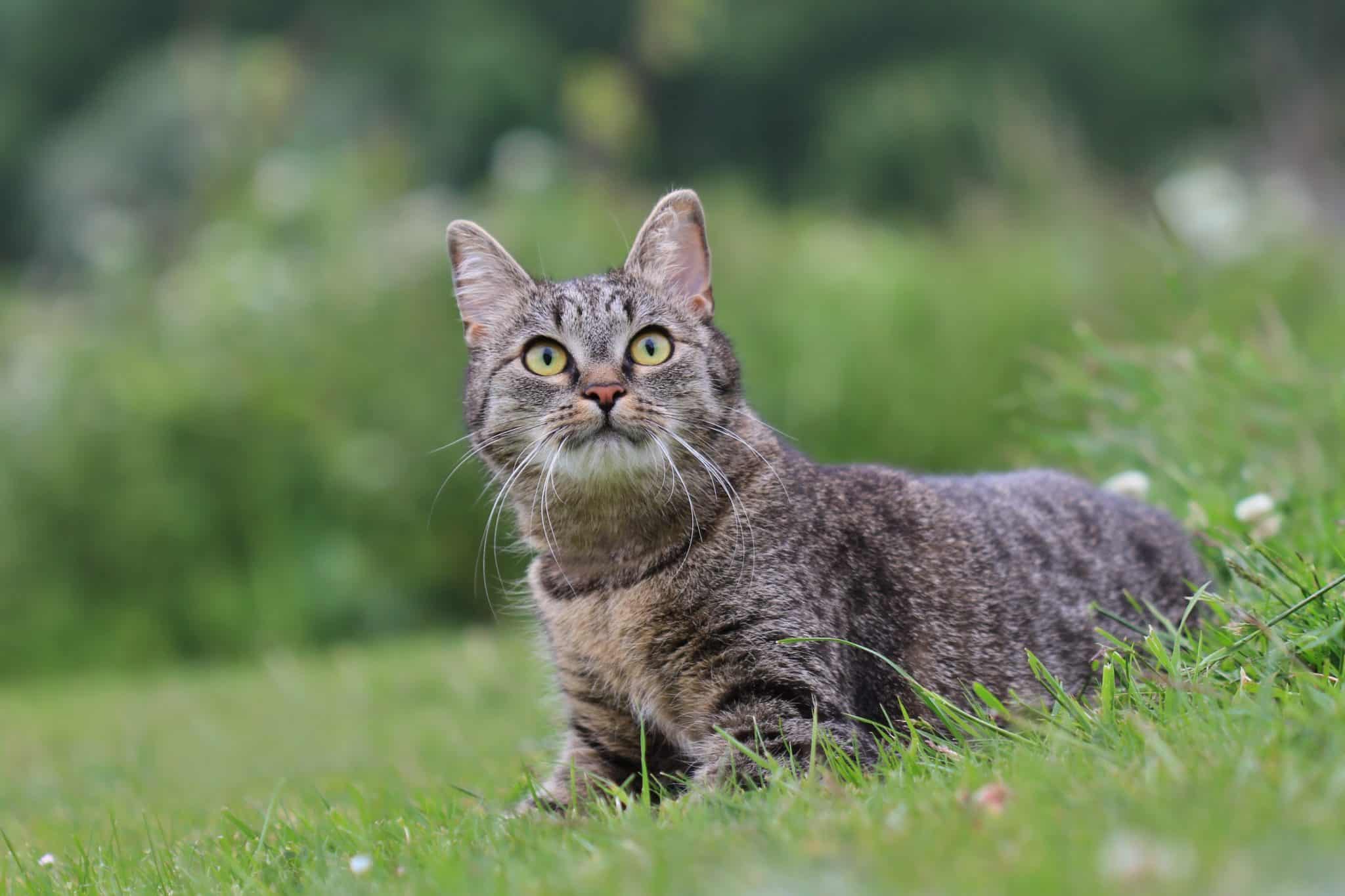 Huile CBD de chanvre bio pour animaux : Le guide complet pour leur bien-être