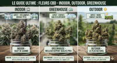 Fleur CBD Indoor, Outdoor ou Greenhouse : quelles différences ? Le Guide Ultime